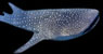 walvishaai whale shark