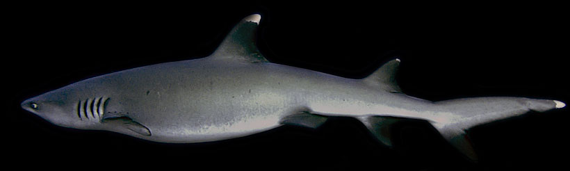 witpuntrifhaai whitetip reef shark