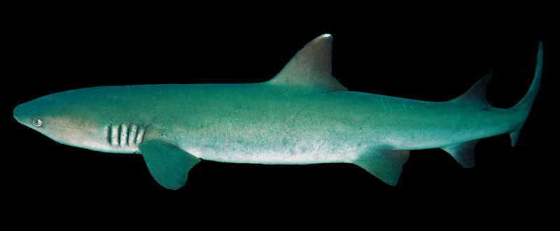 witpuntrifhaai whitetip reef shark