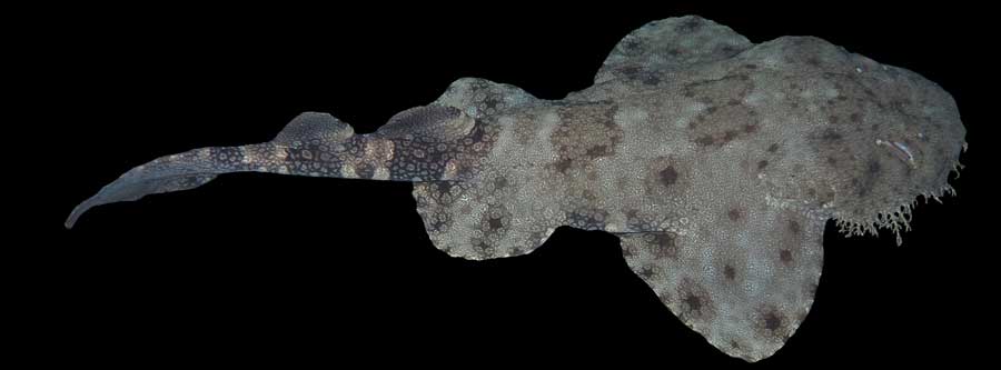 wobbegong haai shark