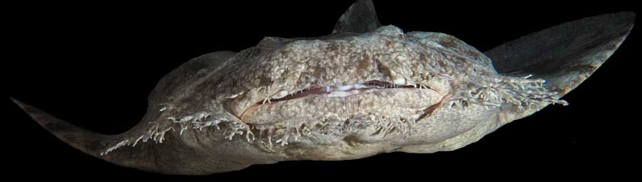 wobbegong haai shark