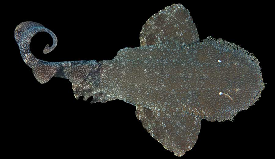 wobbegong haai shark