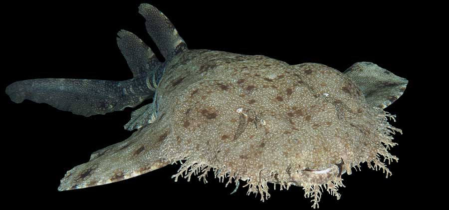 wobbegong haai shark