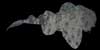 wobbegong haai shark