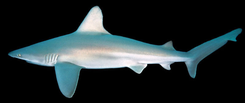 zandbankhaai sandbar shark