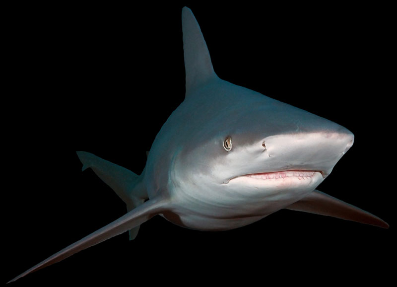 zandbankhaai sandbar shark