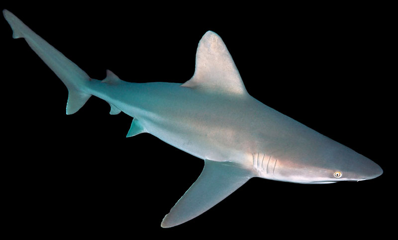 zandbankhaai sandbar shark