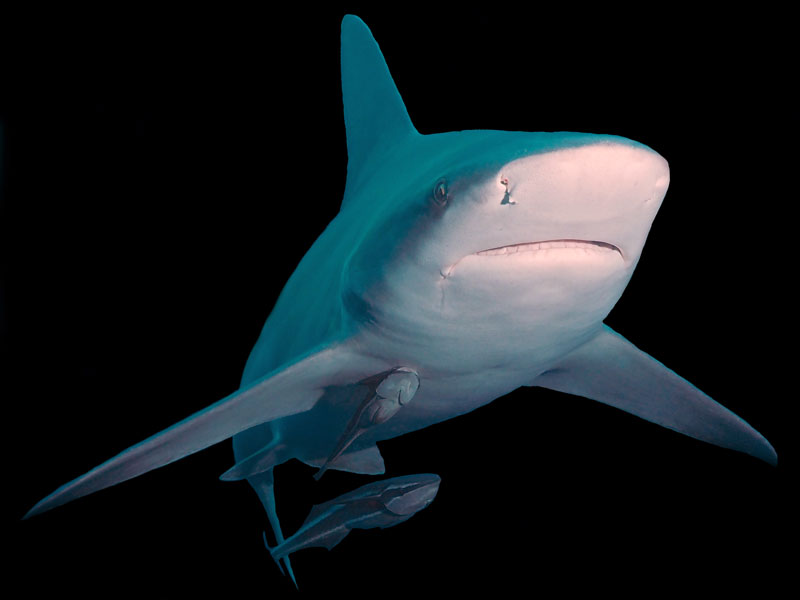 zandbankhaai sandbar shark