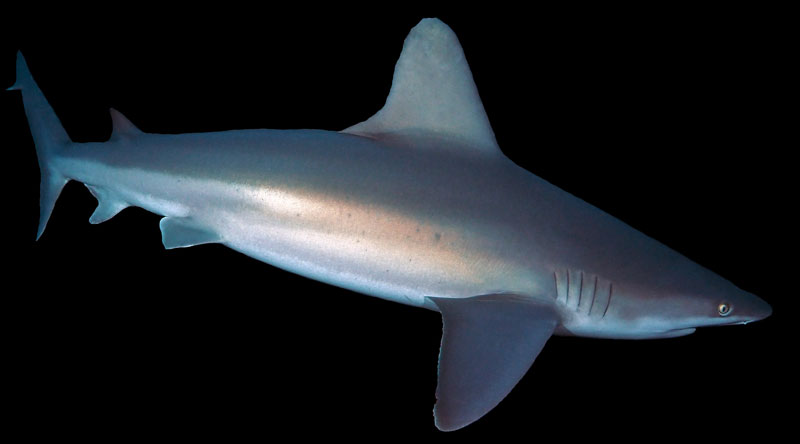 zandbankhaai sandbar shark