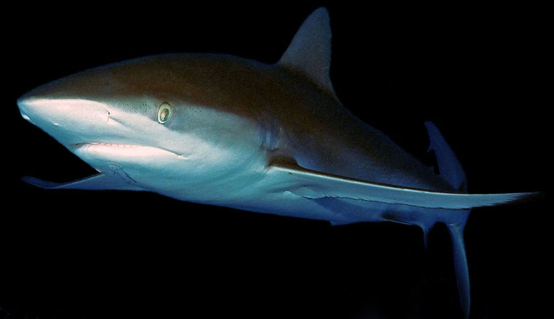 zijdehaai silky shark