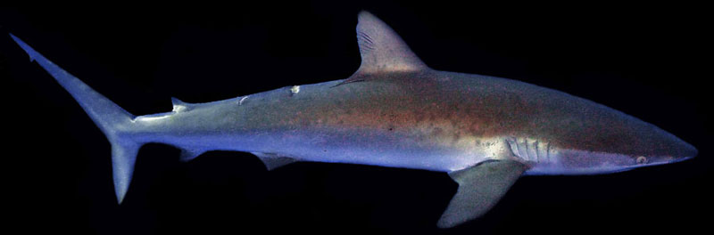 zijdehaai silky shark