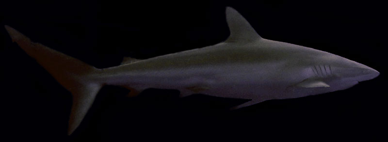 zijdehaai silky shark