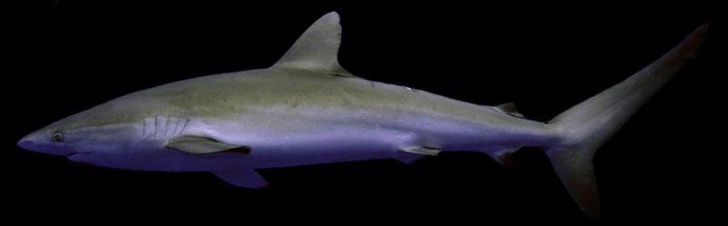 zijdehaai silky shark