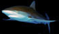 zijdehaai silky shark