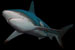 zwartpunt haai blacktip shark