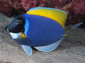 Doktersvis diving picture from Thailand Phuket