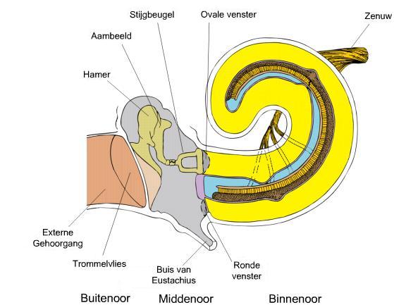 binnenoor