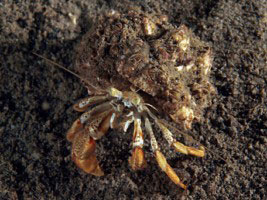 Hermietkreeft diving Duiken Oosterschelde