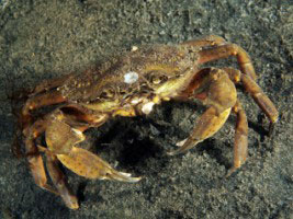 Hermietkreeft diving Duiken Oosterschelde