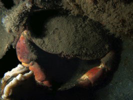 Noordszeekrab diving Duiken Oosterschelde