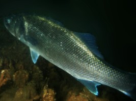 Zeebaars diving Duiken Oosterschelde