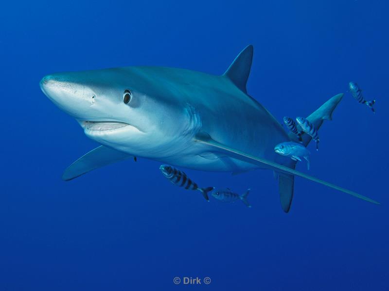 azoren pico duiken blauwe haai blue shark