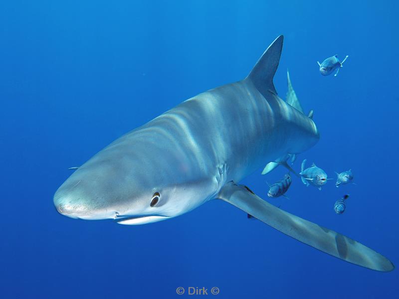 azoren pico duiken blauwe haai blue shark