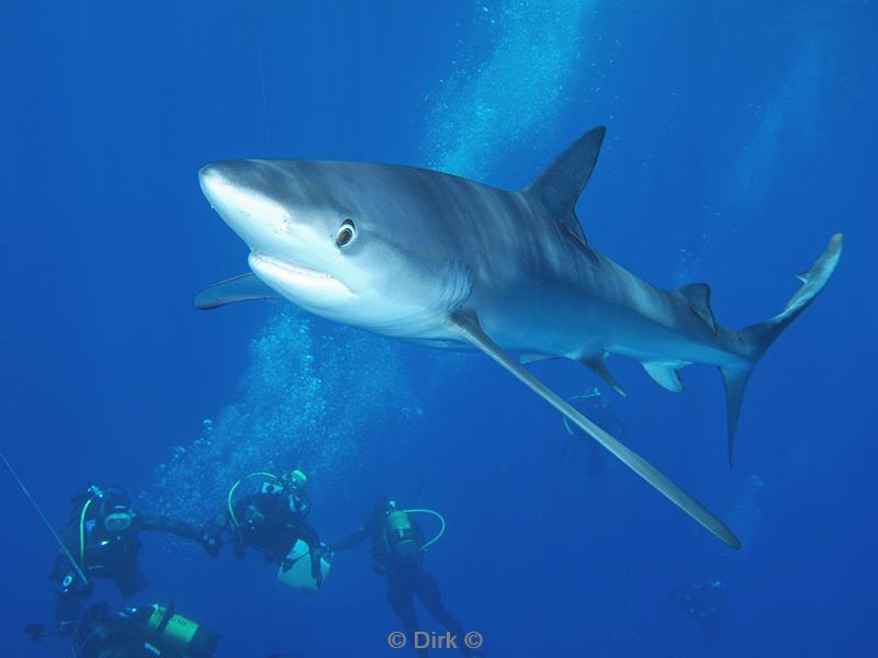 azoren pico duiken blauwe haai blue shark