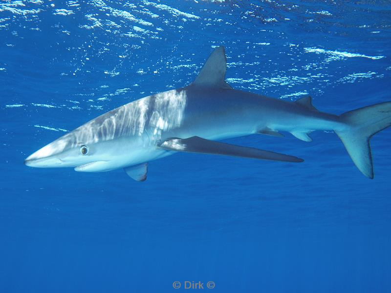 azoren pico duiken blauwe haai blue shark