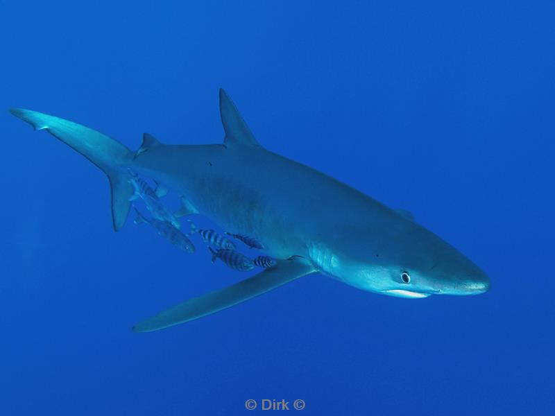 azoren pico duiken blauwe haai blue shark