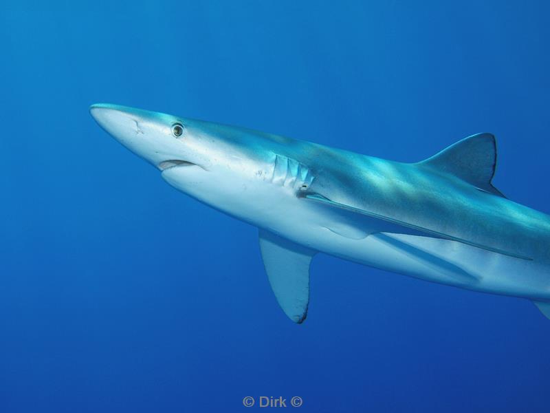 azores pico blue shark