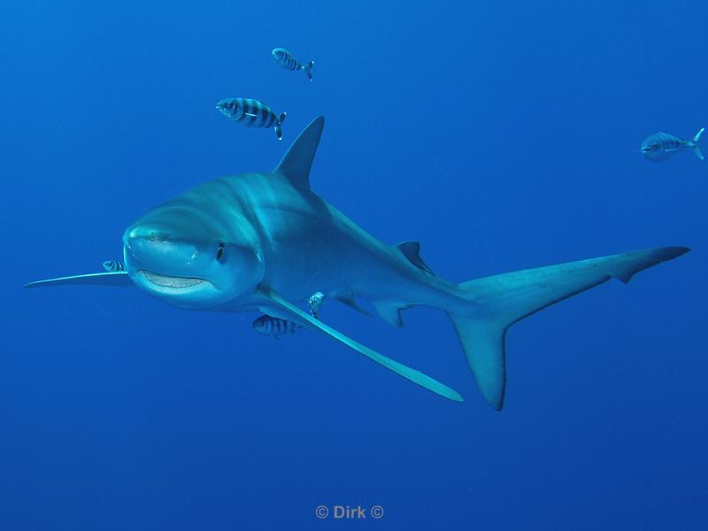 azores pico blue shark