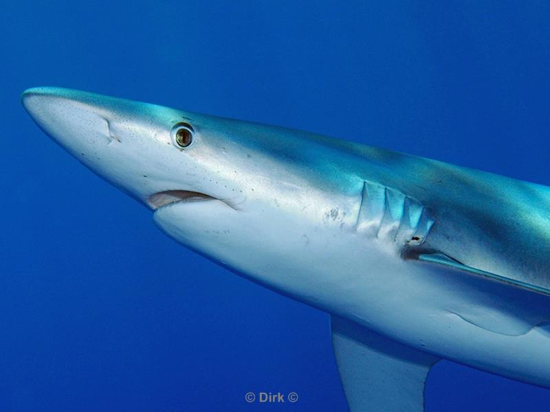 azoren pico duiken blauwe haai blue shark