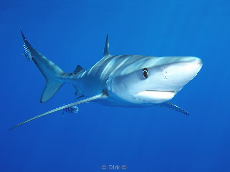 azores pico blue shark