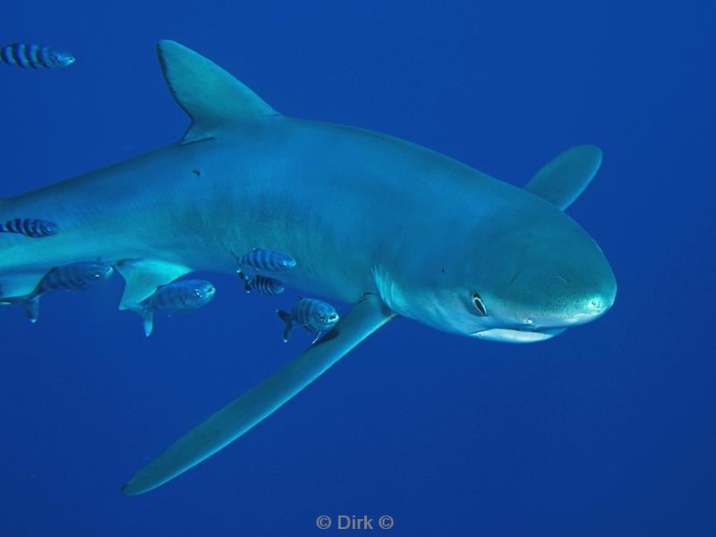 azores pico blue shark