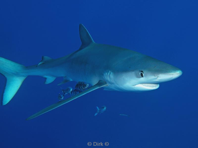 azores pico blue shark