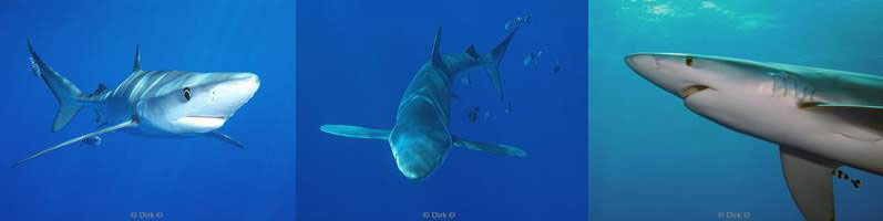 azores pico blue shark