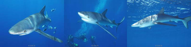 azores pico blue shark