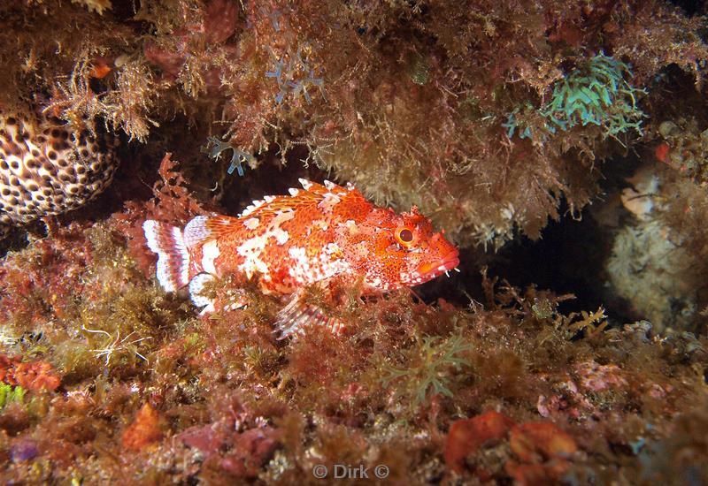 azoren faial duiken caves of monte de guia scorpioenvis