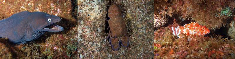 azoren faial caves monte guia