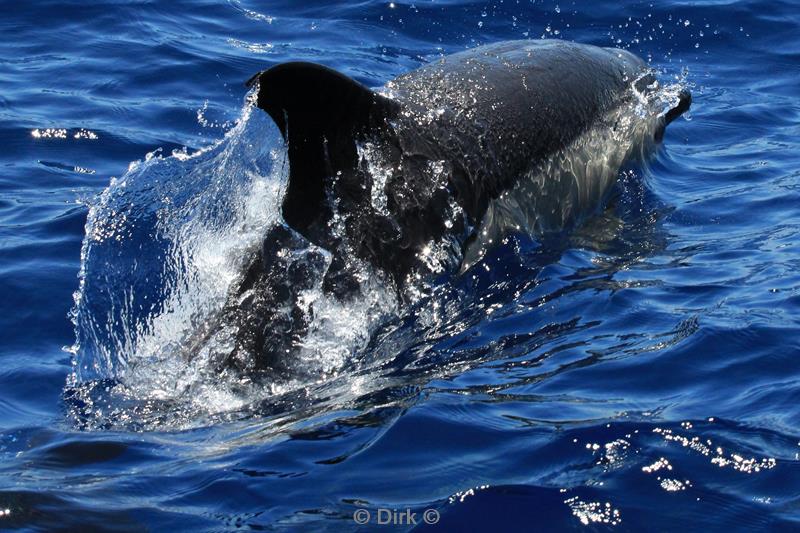 azores pico common dolphins