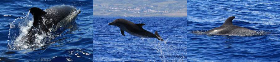 azores pico dolphins