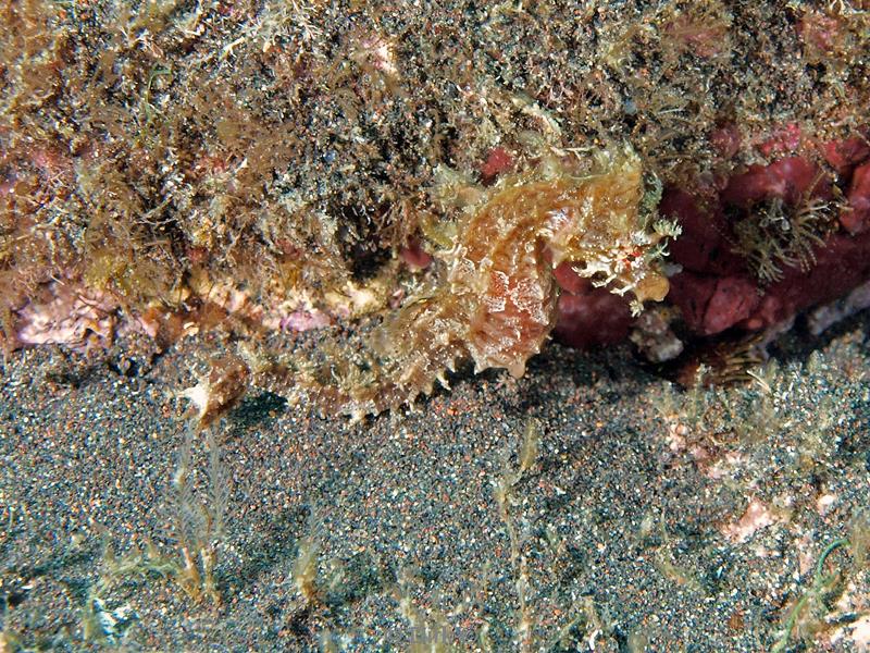 azores faial il entre mortes seahorse