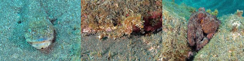 azores faial diving il entre mortes