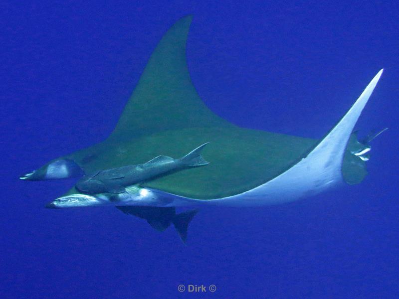 azores pico mobula devil ray princess alice bank