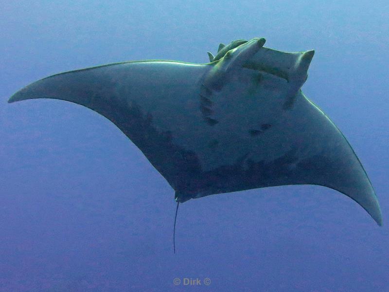 azores pico mobula devil ray princess alice bank