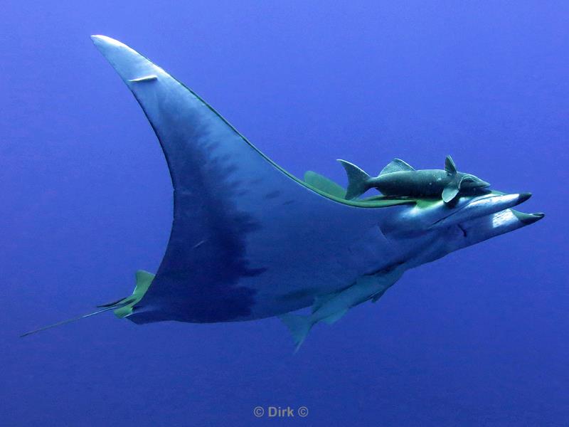 azores pico mobula devil ray Princess alice bank