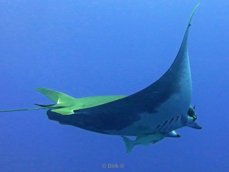 azores pico mobula devil ray princess alice bank