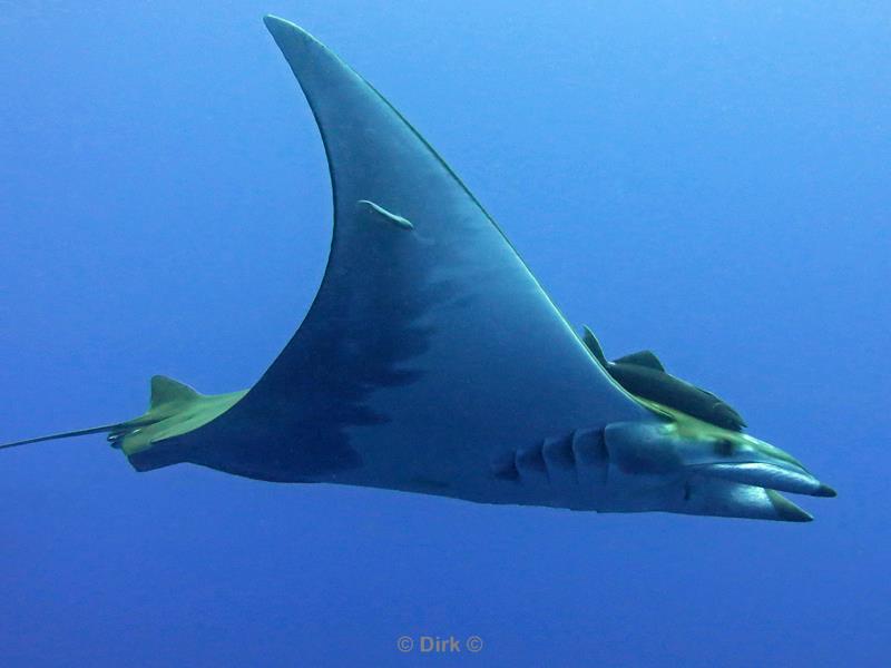 azores pico mobula devil ray princess alice bank