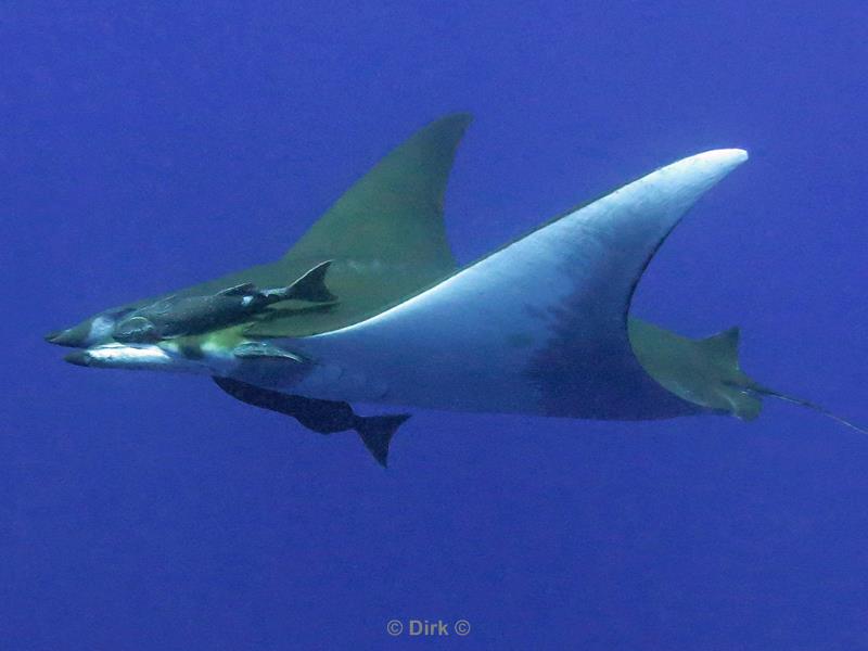 azores pico mobula devil ray princess alice bank